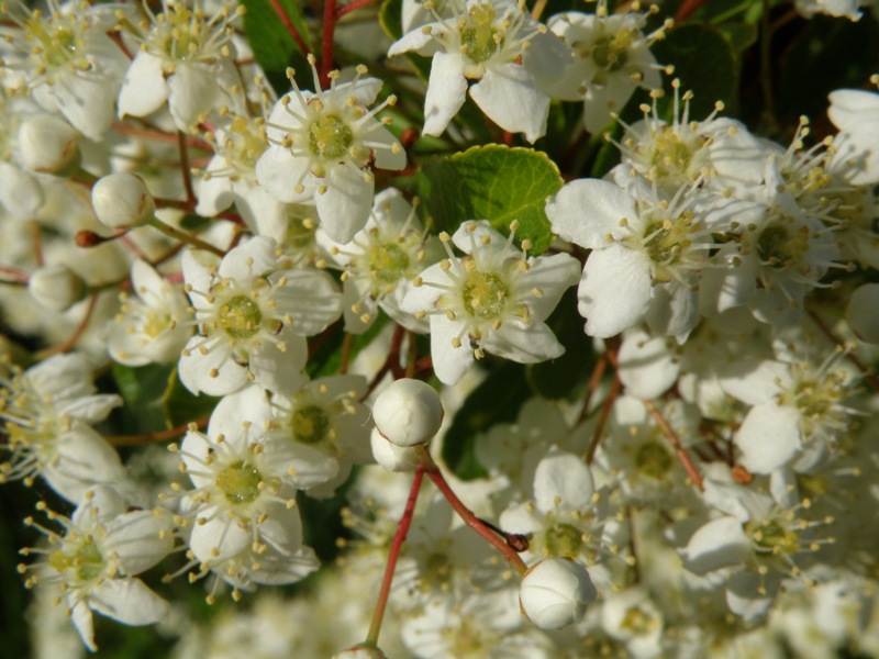 Pyracantha coccinea M. Roem.