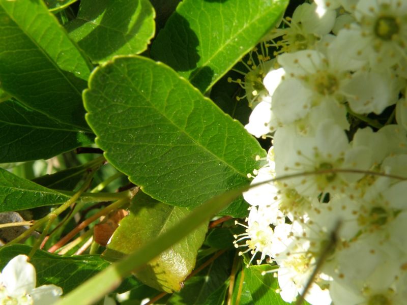 Pyracantha coccinea M. Roem.