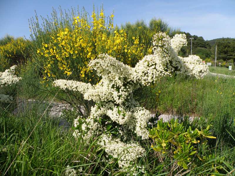 Pyracantha coccinea M. Roem.