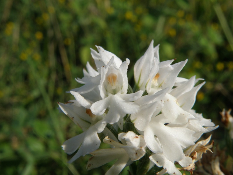 Orchis da determinare