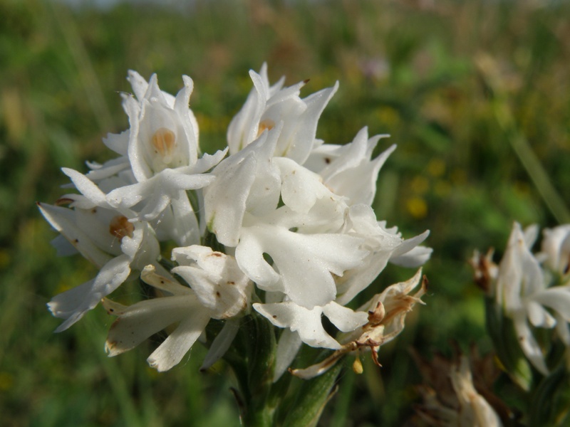 Orchis da determinare