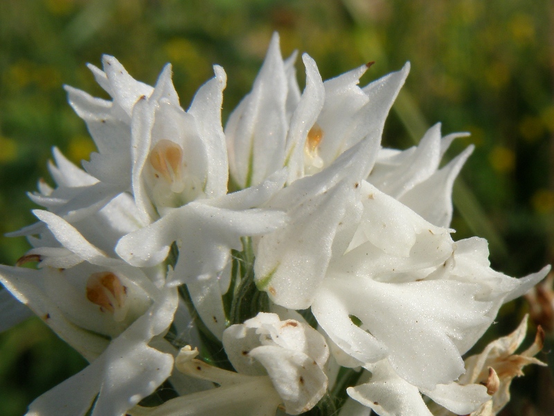 Orchis da determinare