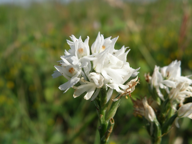 Orchis da determinare