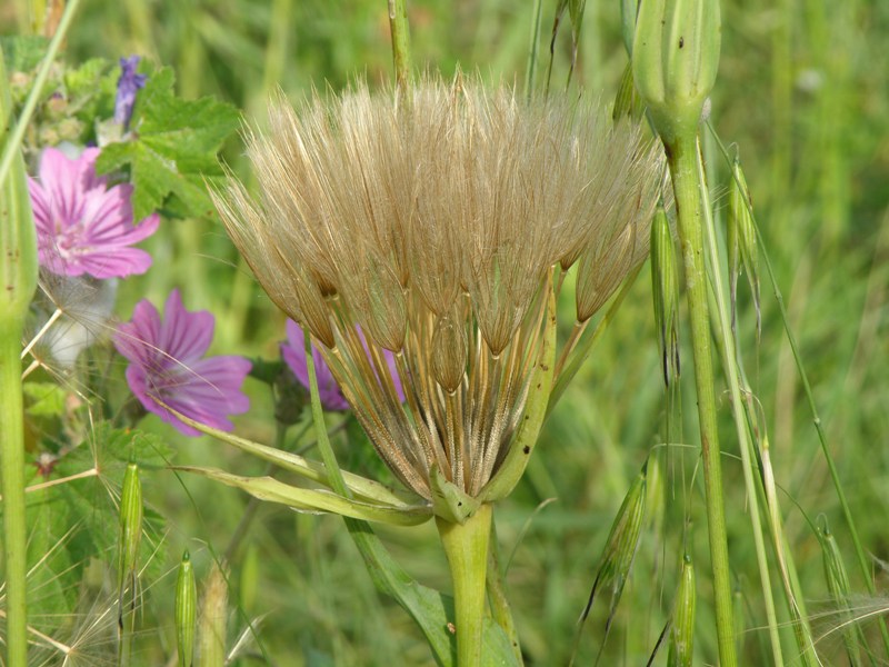 Tragopogon porrifolius