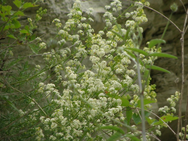Galium corrudifolium