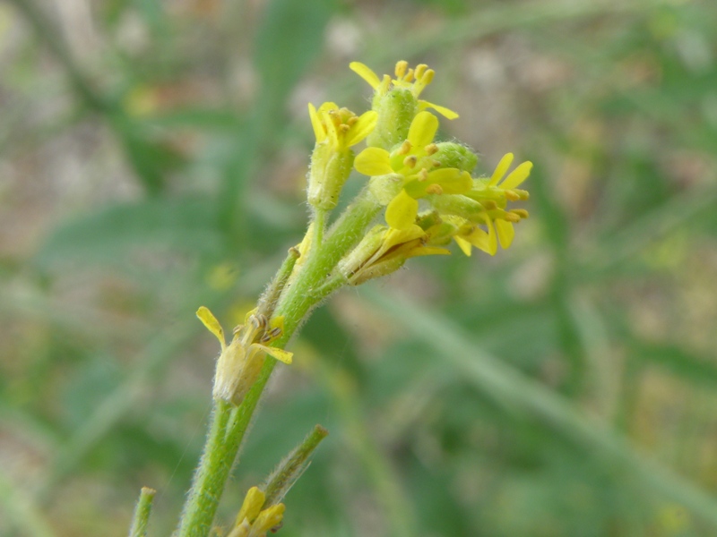 Sisymbrium officinale / Erba cornacchia comune