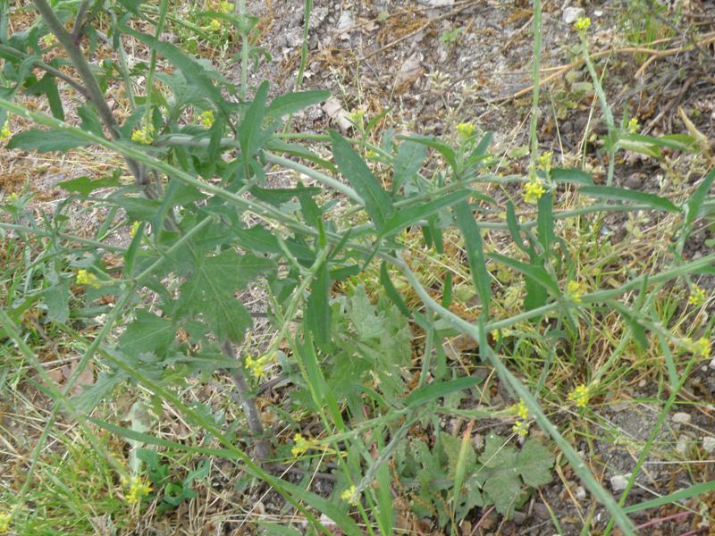 Sisymbrium officinale / Erba cornacchia comune