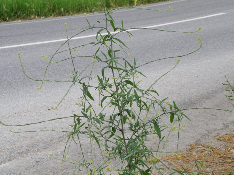 Sisymbrium officinale / Erba cornacchia comune