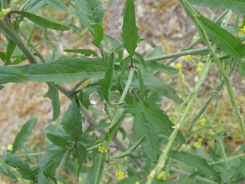 Sisymbrium officinale / Erba cornacchia comune