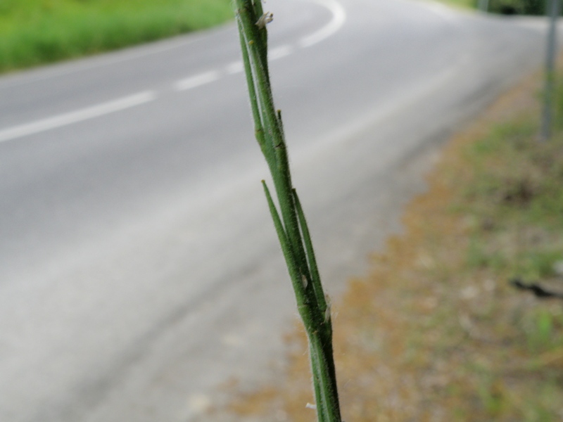 Sisymbrium officinale / Erba cornacchia comune
