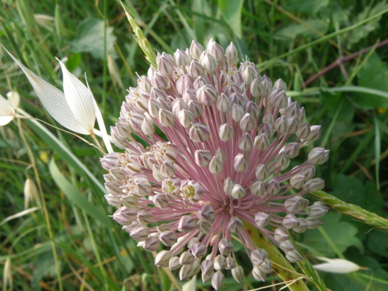 Allium ampeloprasum / Porraccio