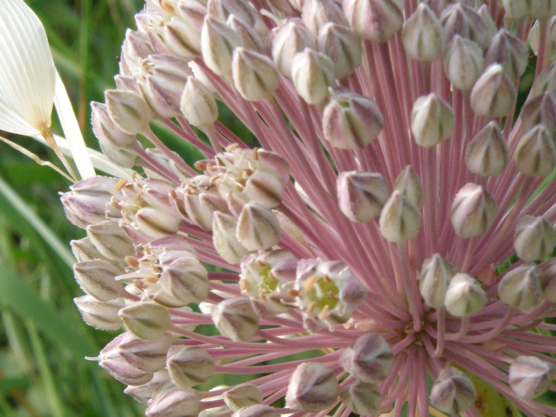 Allium ampeloprasum / Porraccio