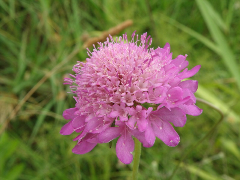 Sixalix atropurpurea / Vedovina marittima