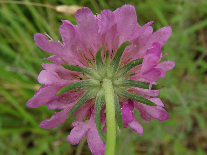 Sixalix atropurpurea / Vedovina marittima