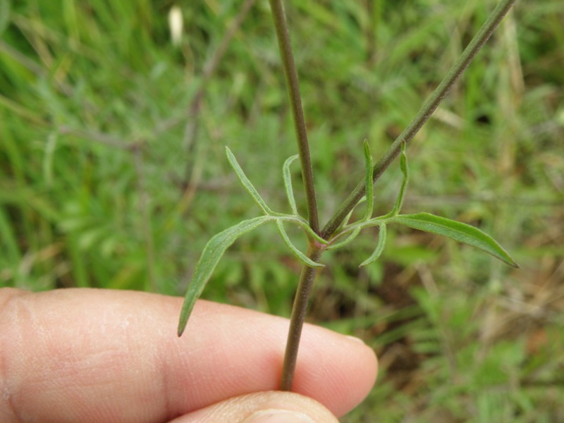 Sixalix atropurpurea / Vedovina marittima