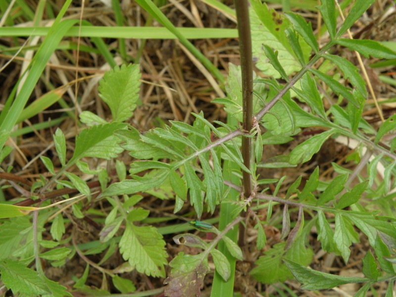 Sixalix atropurpurea / Vedovina marittima