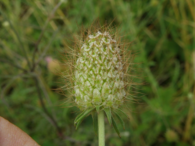 Sixalix atropurpurea / Vedovina marittima