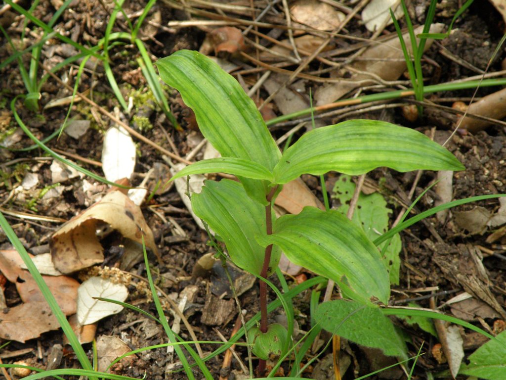 Orchidea ?