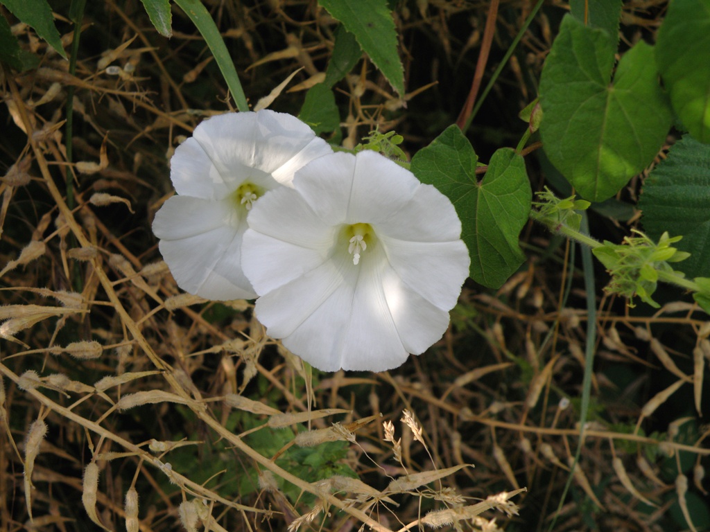 Convolvulus sepium / Vilucchione