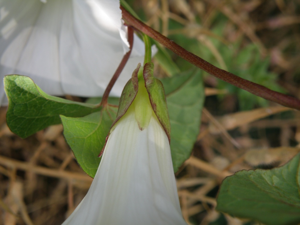 Convolvulus sepium / Vilucchione