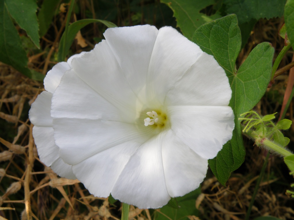 Convolvulus sepium / Vilucchione