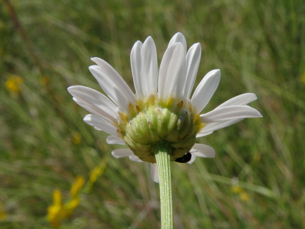 Leucanthemum ........
