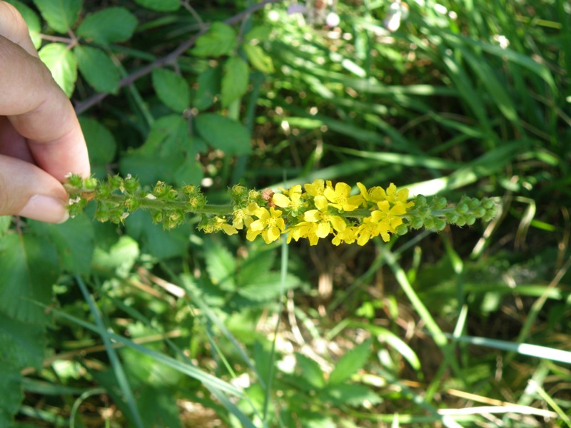Agrimonia eupatoria