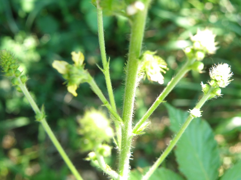 Agrimonia eupatoria
