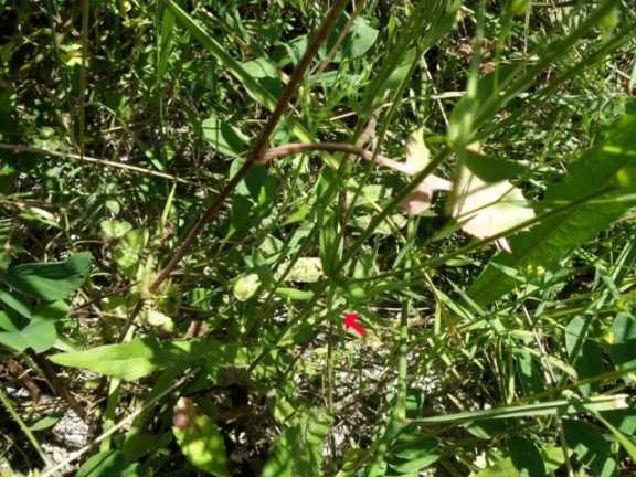 Centaurium erythraea