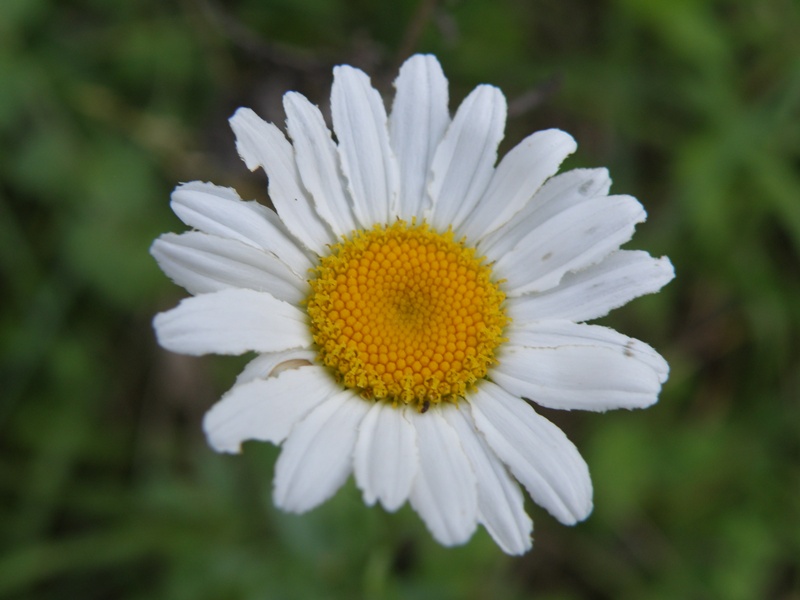 margherita - Leucanthemum sp.