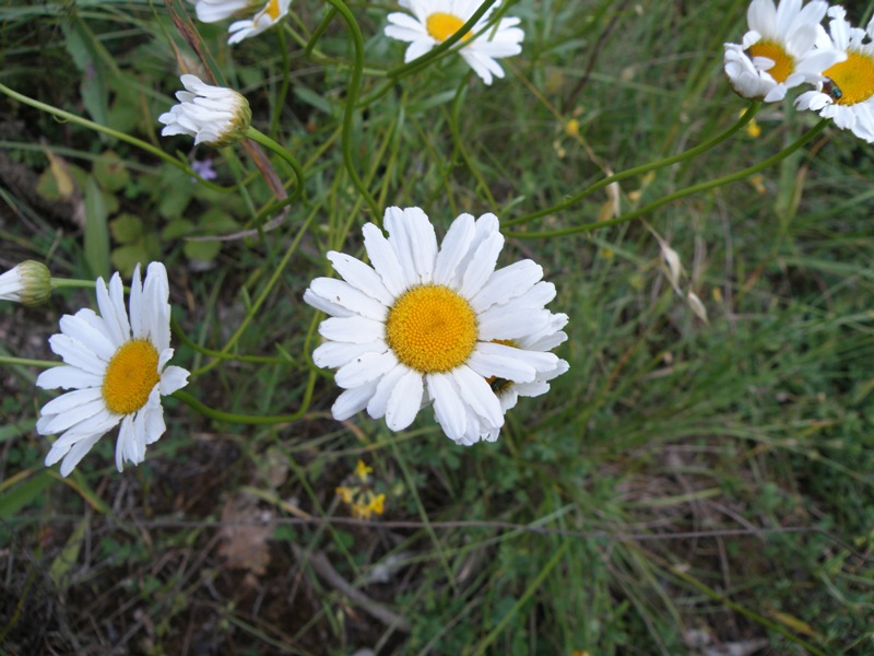 margherita - Leucanthemum sp.
