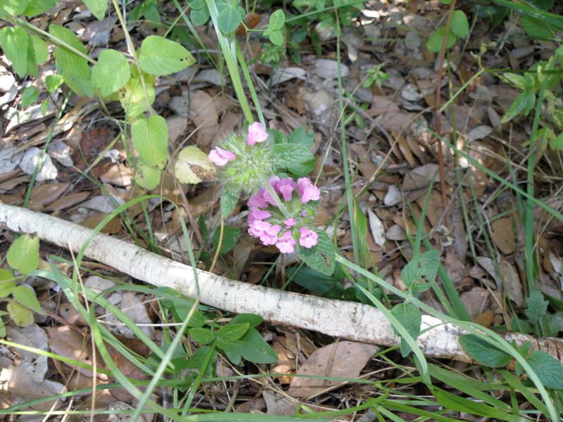 Clinopodium vulgare / Clinopodio dei boschi