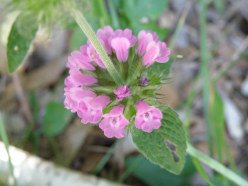 Clinopodium vulgare / Clinopodio dei boschi