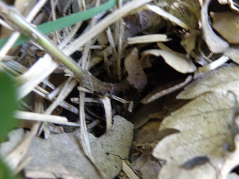 Clinopodium vulgare / Clinopodio dei boschi