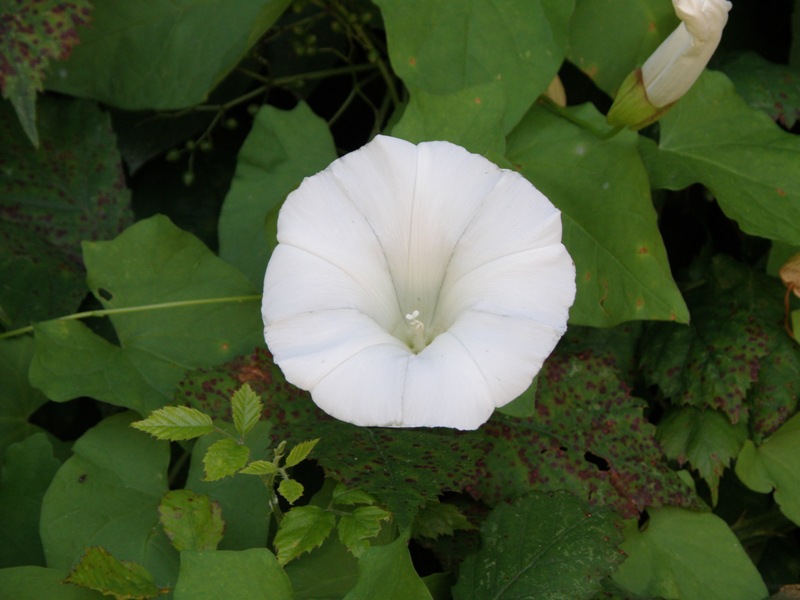 campanula  - no,  Calystegia sylvatica