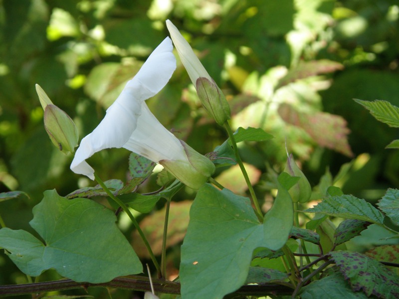 campanula  - no,  Calystegia sylvatica