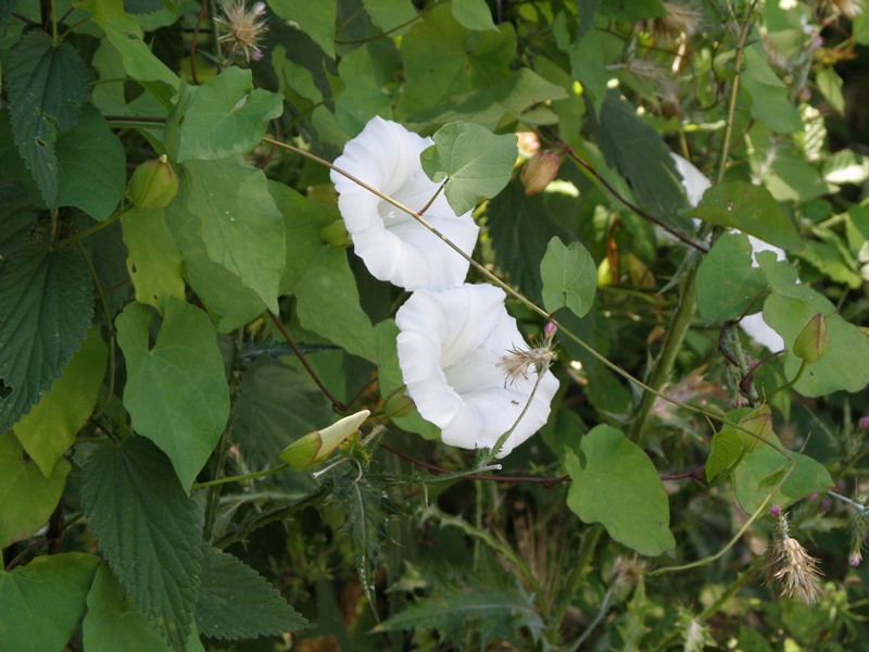 campanula  - no,  Calystegia sylvatica