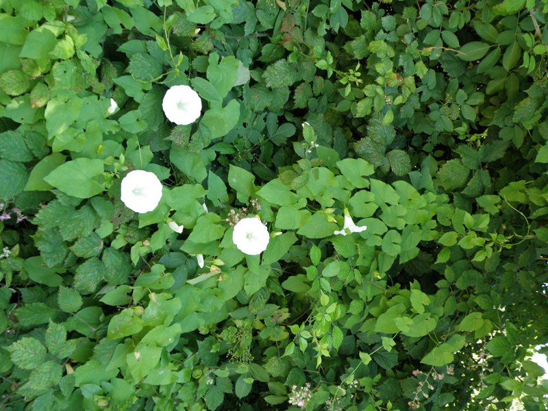 campanula  - no,  Calystegia sylvatica