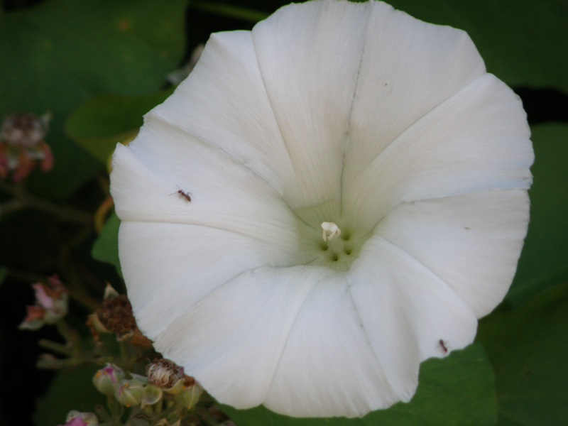 campanula  - no,  Calystegia sylvatica