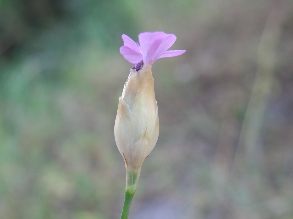 Petrorhagia prolifera / Garofanina annuale