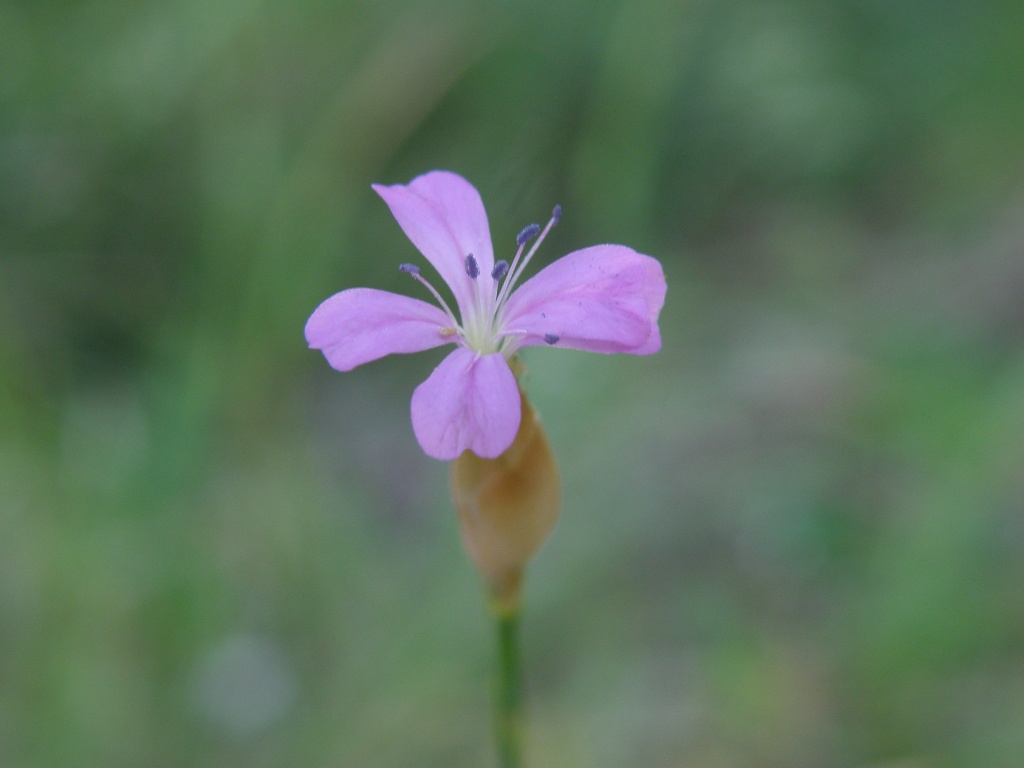 Petrorhagia prolifera / Garofanina annuale
