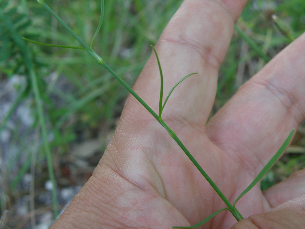 Petrorhagia prolifera / Garofanina annuale