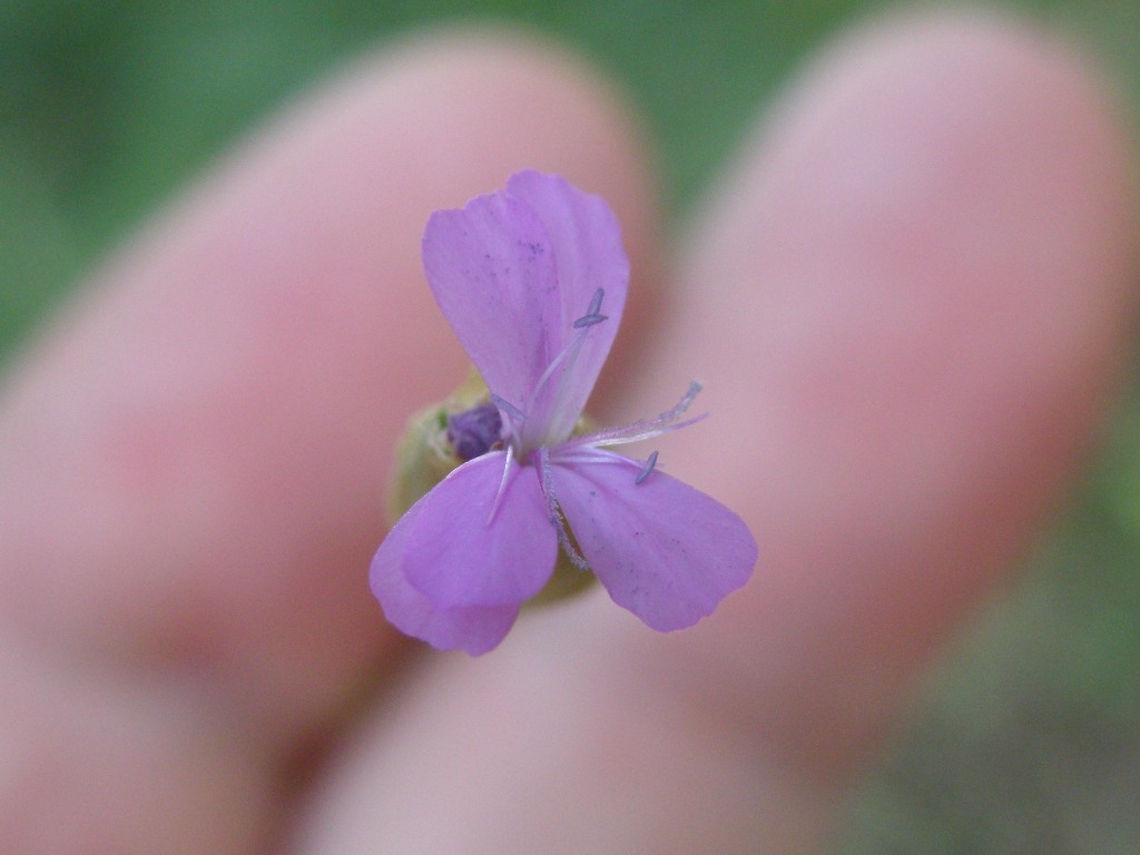Petrorhagia prolifera / Garofanina annuale
