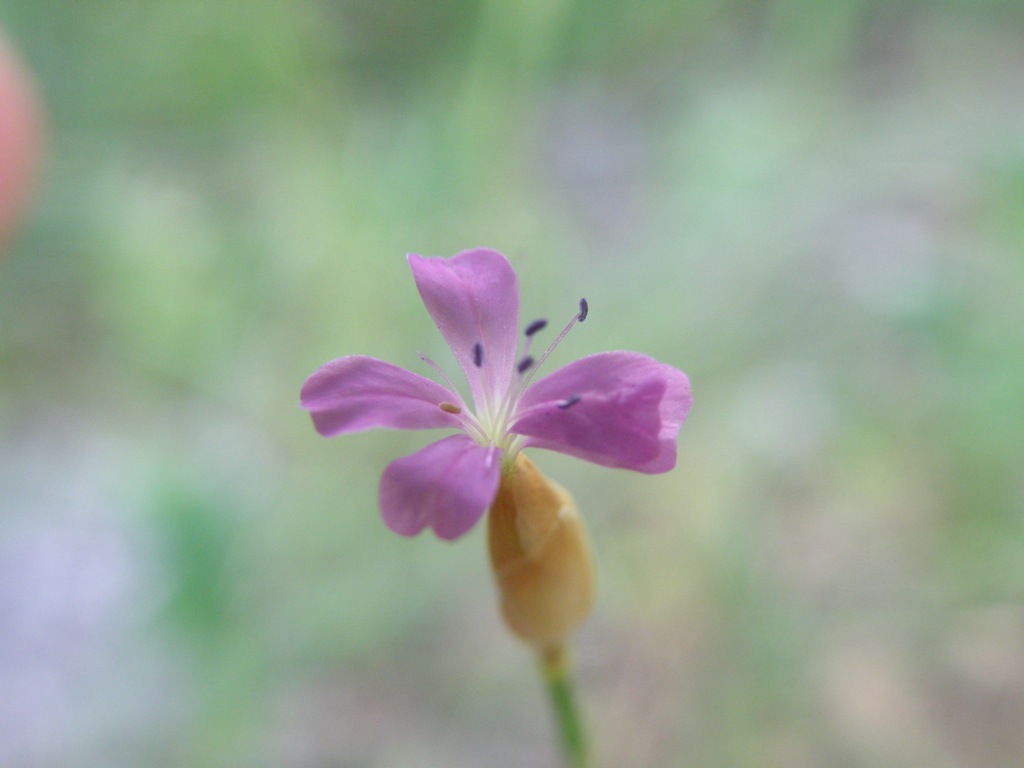 Petrorhagia prolifera / Garofanina annuale