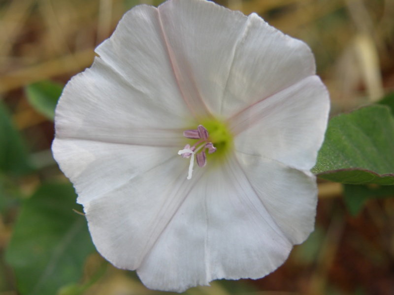 Convolvulus arvensis / Vilucchio comune