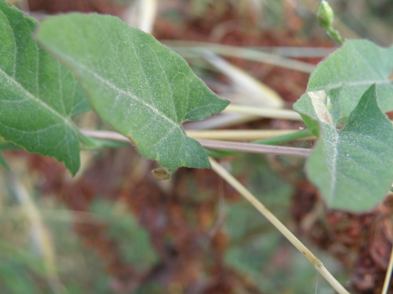 Convolvulus arvensis / Vilucchio comune