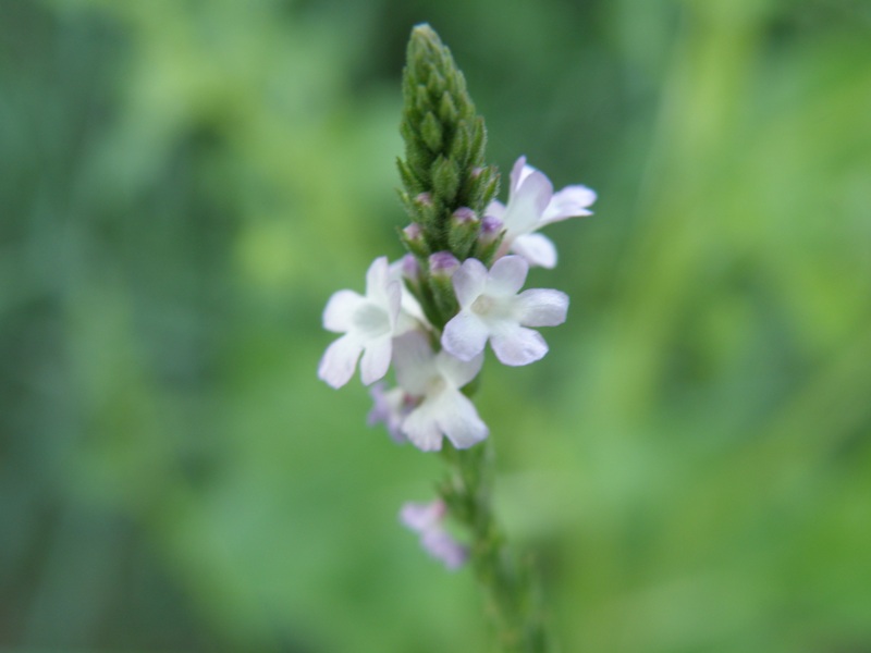 Verbena officinalis