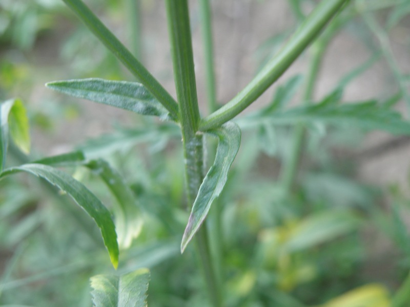 Verbena officinalis