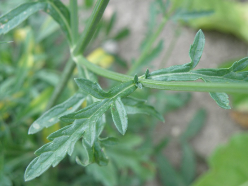 Verbena officinalis