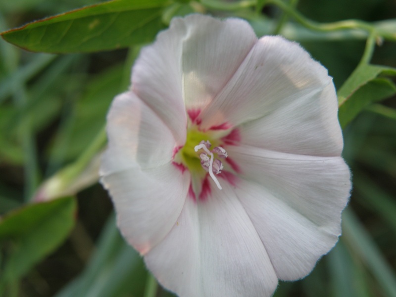 Convolvulus arvensis / Vilucchio comune